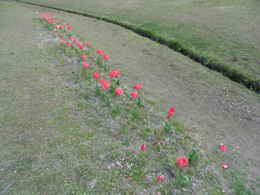 芝張りチューリップ 芝生販売 さいたま